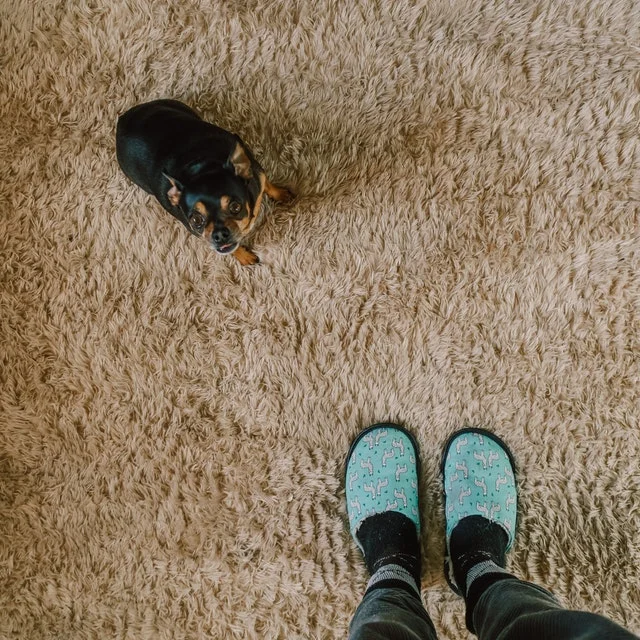 pet-carpet-cleaning